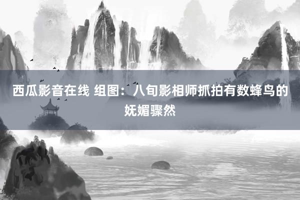 西瓜影音在线 组图：八旬影相师抓拍有数蜂鸟的妩媚骤然